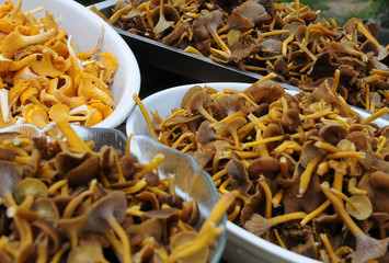 Plates with chanterelles