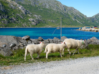 Obraz premium Norway landscape