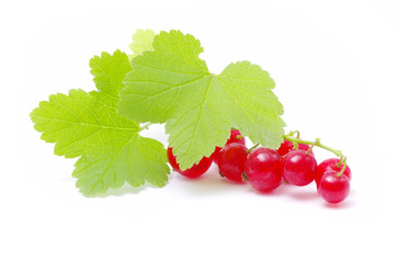 red currant