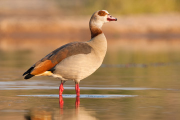 An Egyptian goose standing in shallow water