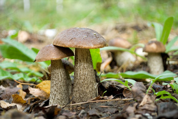 Brown cup boletus