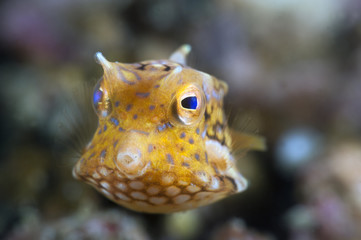 Dornrücken-Kofferfisch (Lactoria fornasini, juvenil)