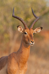 A profile photo of an adult impala ram