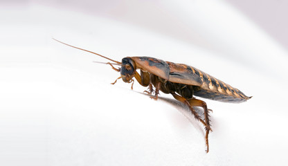 Roach over white
