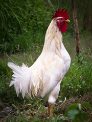 White Cockerel