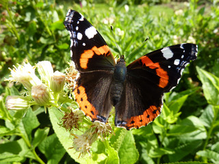 papillon Vanessa atalanta