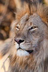 Male lion face