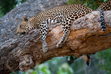 Tuinposter Rustende luipaard © Villiers