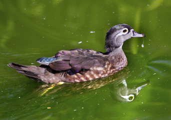 Female Wood Duck with Reflection