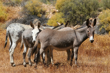 Four donkeys standing donkeys