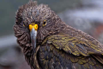 Windswept Kea