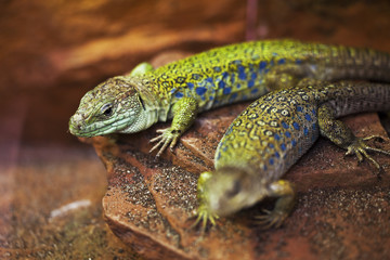 Two green lizards lie on the stone.