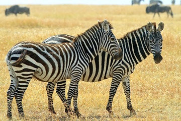 Fototapeta na wymiar Dwie zebry na Masai Mara w Kenii Southwestern