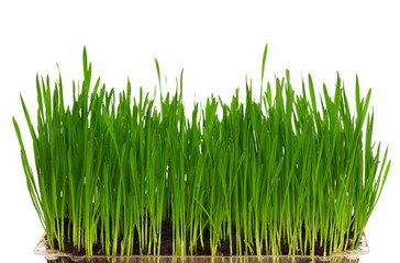 Fototapeta na wymiar Wheat grass