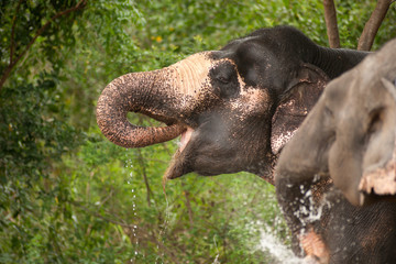 Fototapeta na wymiar Asian Elephant is thirsty .