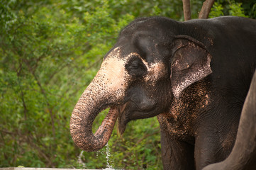 Fototapeta na wymiar Asian Elephant is thirsty .