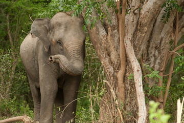 Naklejka premium Young Asian Elephant in the forest.