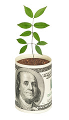 sapling growing from dollar bill