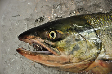Fish' head on ice