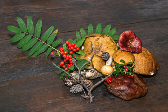 Mushrooms and branch of a mountain ash with berries