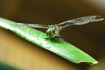 Libelle