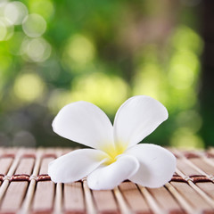 frangipani