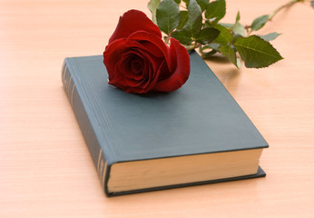 Red rose in a book