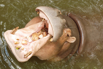 hippo potamus