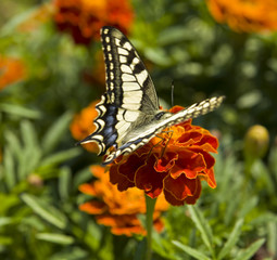 Papilio machaon