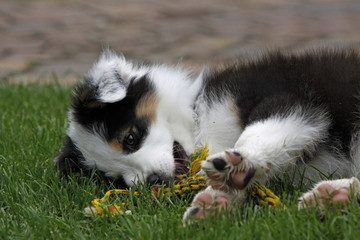 Obraz premium Australian Shepherd Welpe