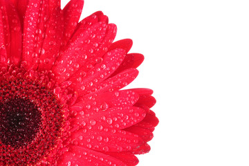 red gerbera isolated on white
