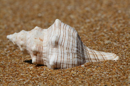 Concha en la playa