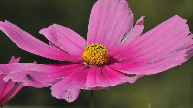 Schmuckk&ouml;rbchen - Cosmos bipinnatus - 2 Szenen