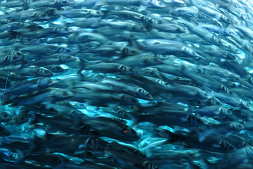 ban  de poissons