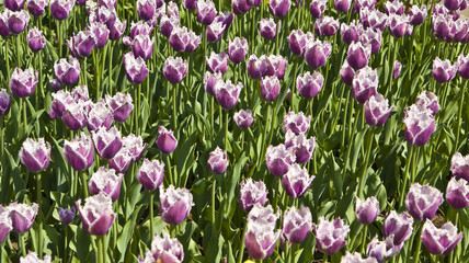 Obraz premium Violet tulips