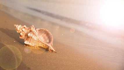 Sea shell on beach