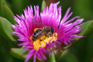 Biene und rote Mittagsblume