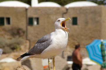 Gabbiano Reale dell'isola del giglio