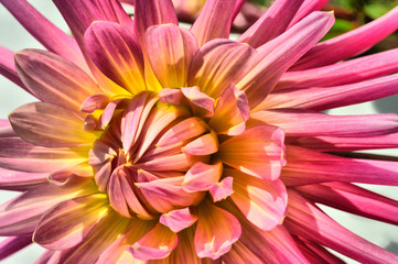 Dahlia Blume. HDR