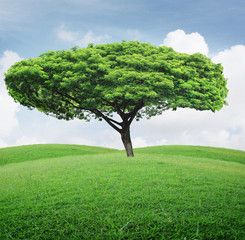 Fototapeta na wymiar green field with an tree