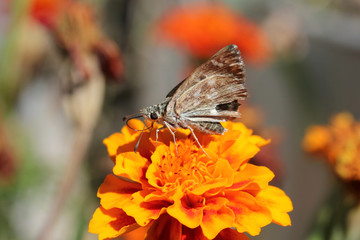 Butterfly on the flower