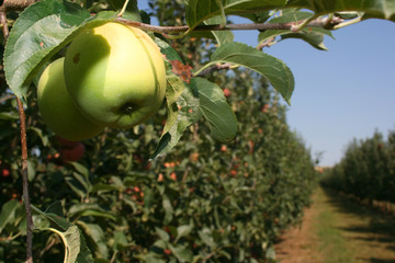Apple orchard