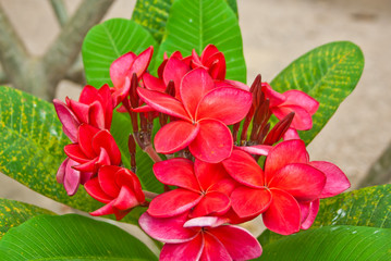 group of red plumeria flower on tree