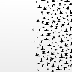 The big flight of birds flies. A vector illustration