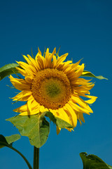 Sonnenblume