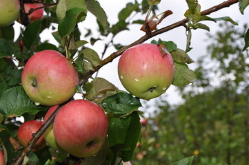 Яблоки после дождя.