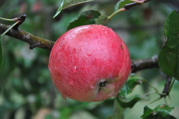 Красное яблоко.
