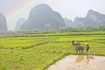  Typical rice plantation © TravelWorld