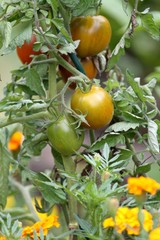 plant de tomates au jardin potager