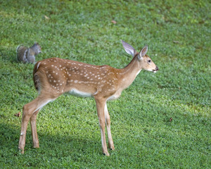 Fawn and squirrel